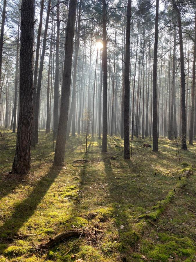 Ferienhaus Im Wald Borkwalde Kültér fotó